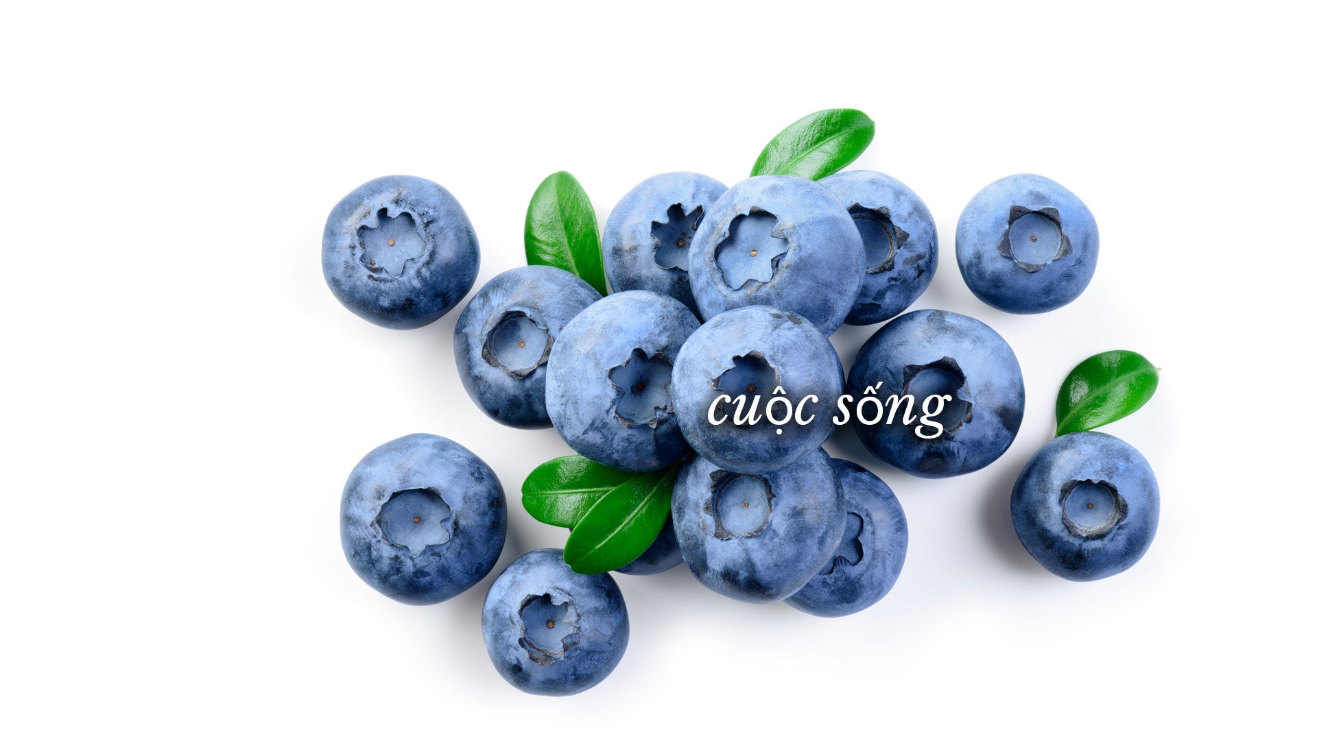 Quả việt quất có lá xanh và chữ 'cuộc sống' được viết trên đó