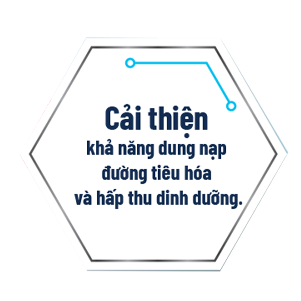 Cải thiện khả năng dung nạp đường tiêu hóa và hấp thu dinh dưỡng